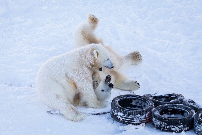 Arctic Zoo – Day in Ranua wildlife park - Elämys Suomi