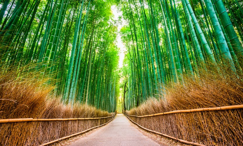 8. päivä Arashiyaman bambumetsä