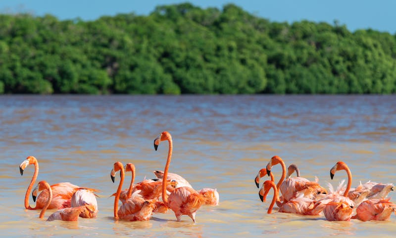 4.päivä  Celestun ja vaaleanpunaiset flamingot   