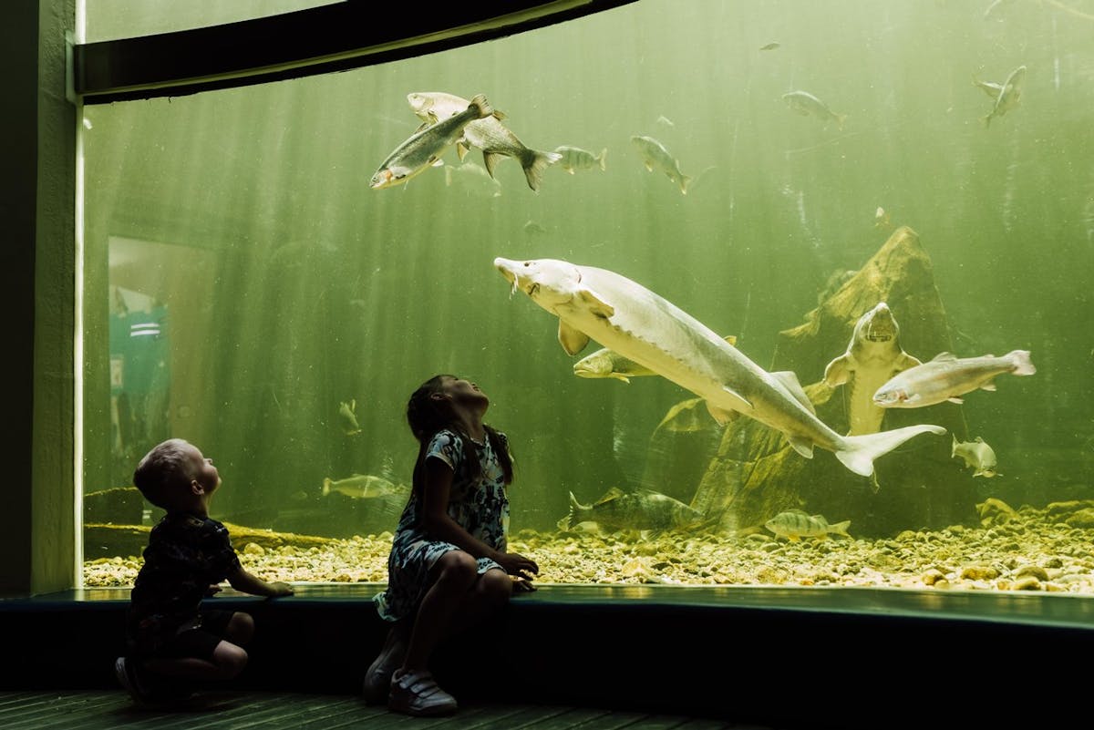 Lapset ihastelemassa kaloja akvaariotalo maretariumissa