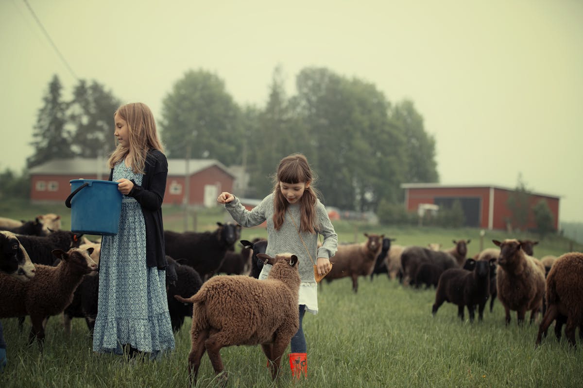 Seppällän lammastilalla lapset ruokkivat lampaita pellolla